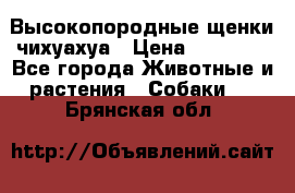 Высокопородные щенки чихуахуа › Цена ­ 25 000 - Все города Животные и растения » Собаки   . Брянская обл.